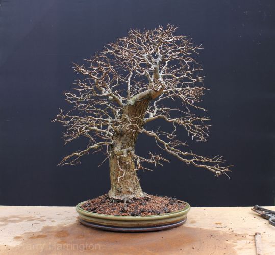 elm bonsai repot